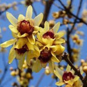 Chimonanthus praecox, Winter Sweet - Pb28