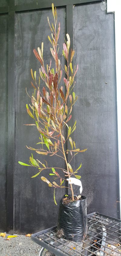 Dodonaea Purpurea, Purple Hop Bush - Pb6.5 (50/70) - Image 3