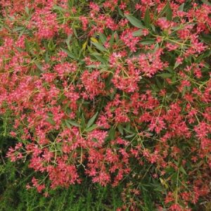 Ceratopetalum g. Raineys Red - 3.5L (20/50)