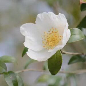 Camellia Sasanqua var. - 12L (100)