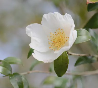 Camellia Sasanqua var. - 12L (100)