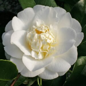 Camellia Shiro Chan - 2.5L (60)