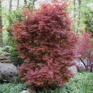 Acer palmatum Skeeters Broom