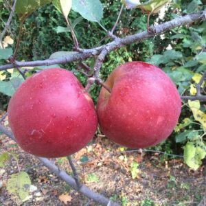 Apple Double Splendour/Golden Delicious