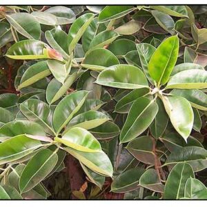 Ficus stipulosa - 2.5L