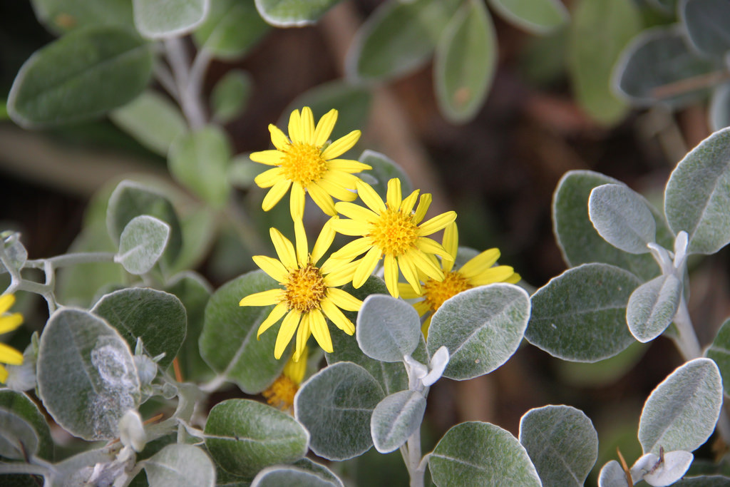 Brachyglottis x Sunshine - Pb3/Pb5 - Image 2