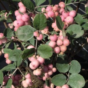 Symphoricarpos Mother Of Pearl - 4.5Ltr