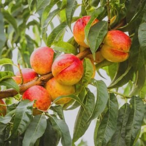 Nectarine Tasty Gold