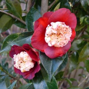 Camellia Tinsie