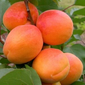 Apricot Tomcot - 25ltr Large Grade Espaliered