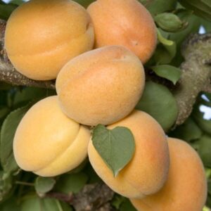 Apricot Trigems