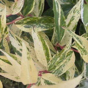 Leucothoe variegata - Pb8