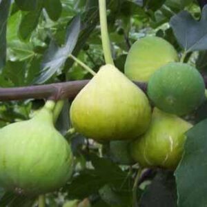 Fig Ventura - Pb18/28