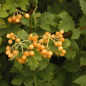 Viburnum opulus Xanthocarpum