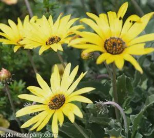 Arctotis x Yellow, African daisy - 2L