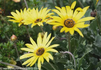 Arctotis x Yellow, African daisy - 2L