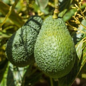 Avocado Hass - Pb10-3year old