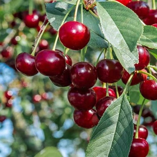 Cherry Stella - Pb28 (160/230)