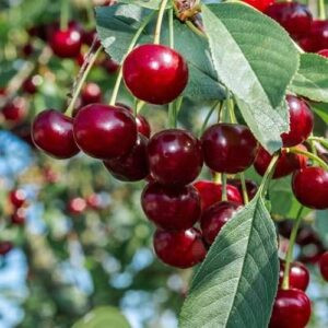 Cherry Compact Stella - Pb18