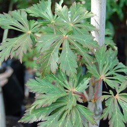 Acer aconitifolium - Pb60