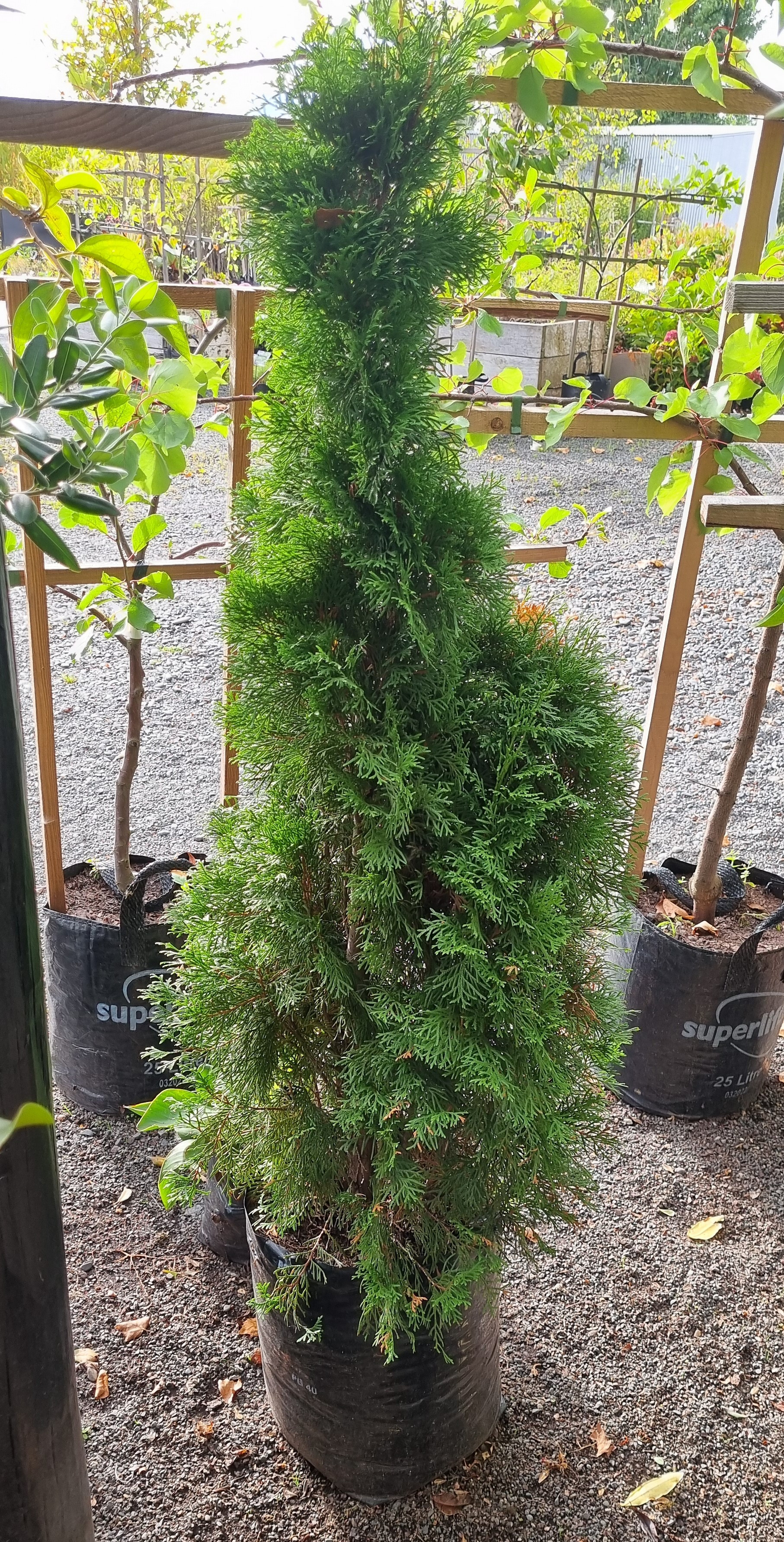 Thuja Smaragd, White Cedar - Pb40 (140/150) - Image 3