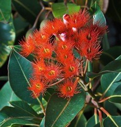 Eucalyptus ficifolia- Corymbia ficifolia, Red Flowering Gum - Pb8