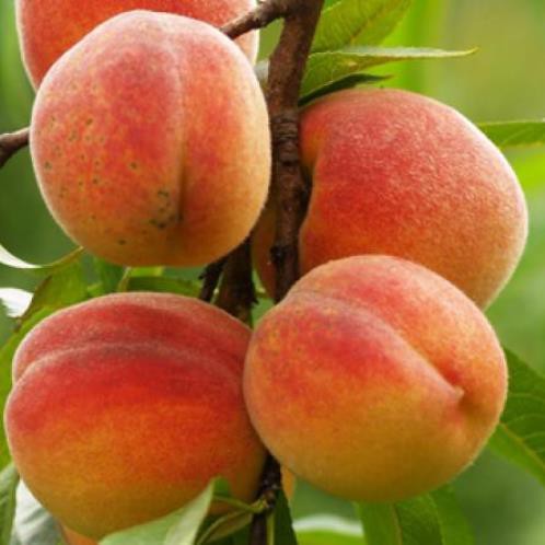 Peach Camden - Pb18