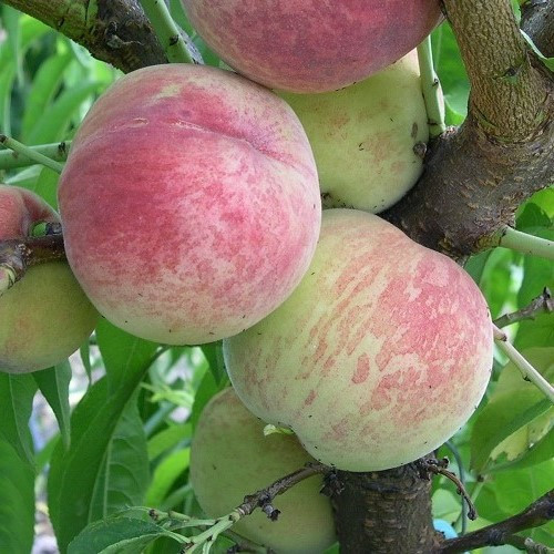 Peach White Princess - 4.7Ltr