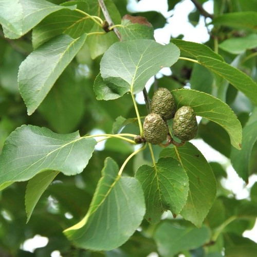 Alnus cordata, Italian Alder - Image 2