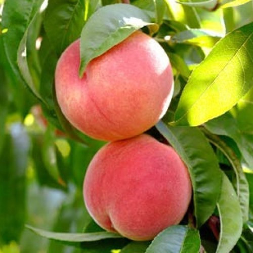 Peach Coconut Ice