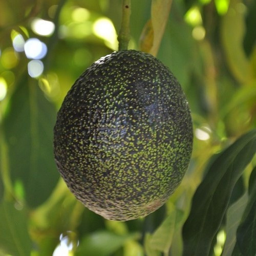 Avocado Esther