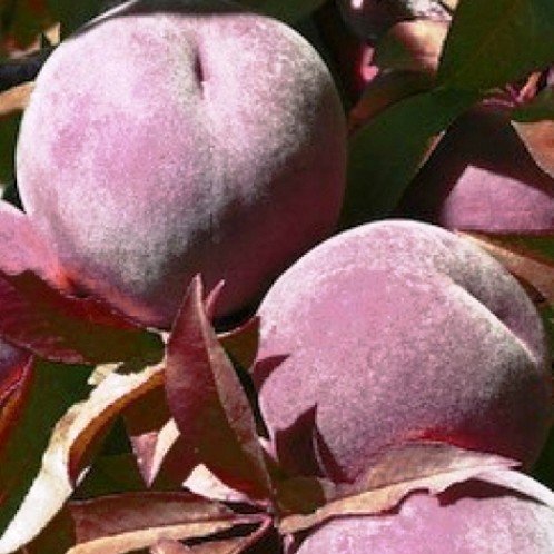 Peach Hiawatha - Pb18 - Image 2