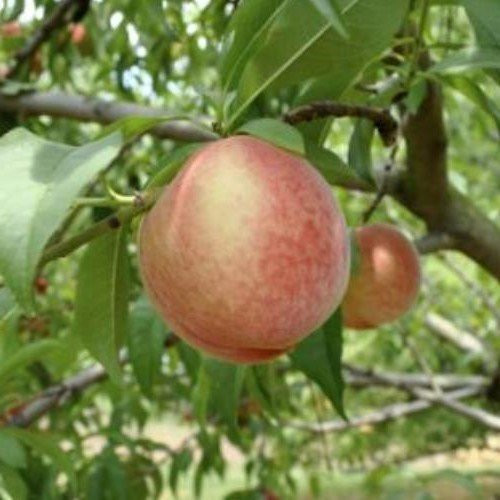 Peach Snowbrite - Pb12 - Image 2