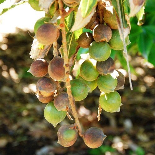 Macadamia Maroochy - Pb6.5