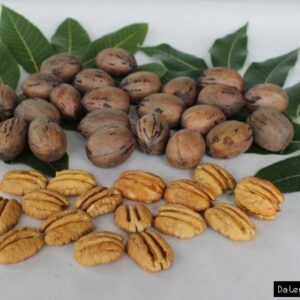 Pecan Hirschi - Pb28
