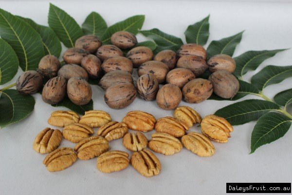 Pecan Hirschi - Pb28