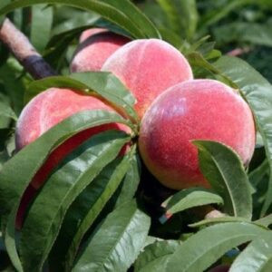 Peach Bonanza (dwarf) - Pb18