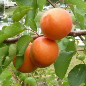 Apricot Tomcot - Pb18