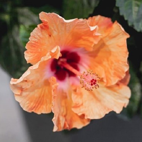 Hibiscus Conqueror - 2.5Ltr