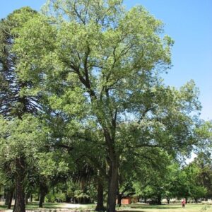 Ulmus  carpinifolia variegata  Variegated Elm - Pb60/Pb95 (3m+)