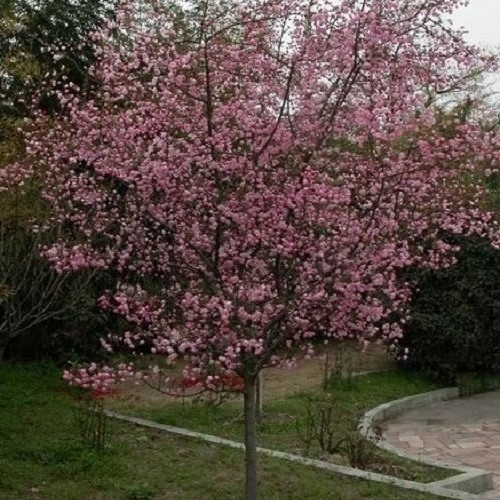 Malus h. Parkmanii, Crabapple - Pb18 - Image 2