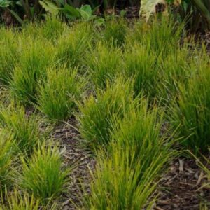 Lomandra c. Little Pal - Pb3/2Ltr