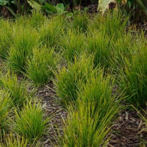 Lomandra c. Little Pal - Pb3/2Ltr