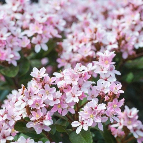 Rhaphiolepis Apple Blossom, Indian Hawthorn- 2Ltr - Image 2