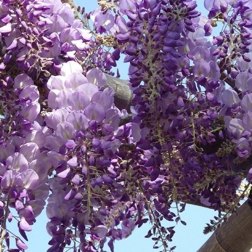 Wisteria Caroline - Pb6.5 - Image 2