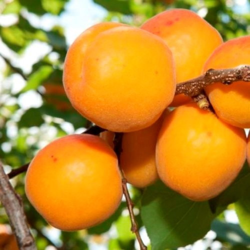 Apricot Sundrop - Pb18