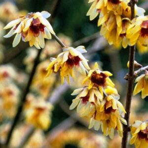 Chimonanthus praecox, Winter Sweet - Pb6.5