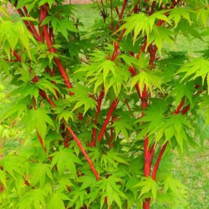 Acer Senkaki - Pb18
