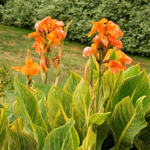 Canna Tropicanna Gold - Pb8 (40/50) - Image 2
