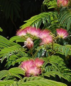 Albizia Rosea, Silk Tree - Pb8